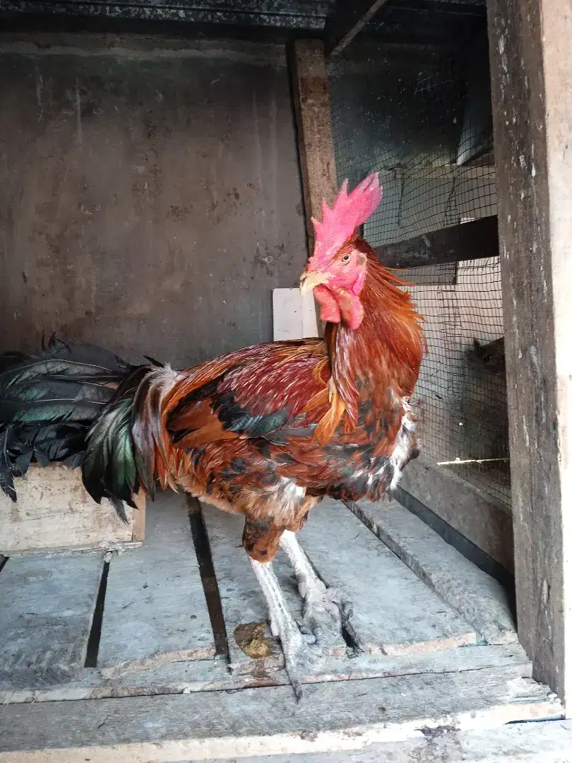 Jual ayam pelung jumbo