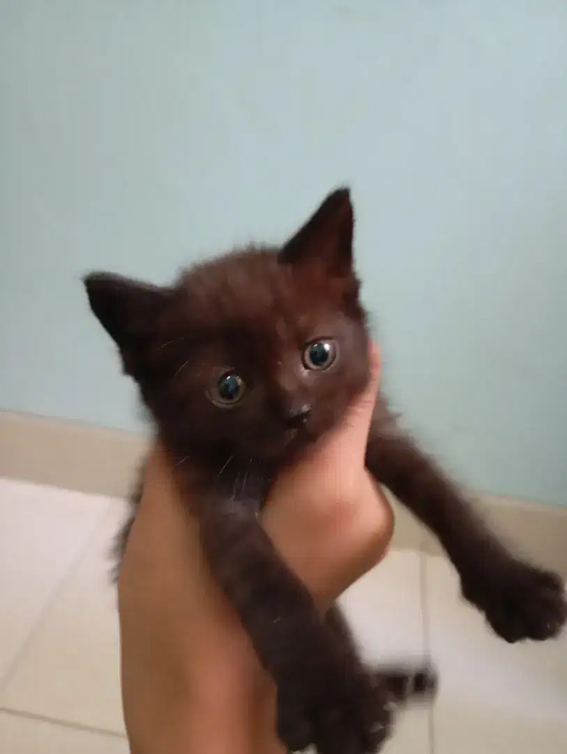 ANAK KUCING KAMPUNG