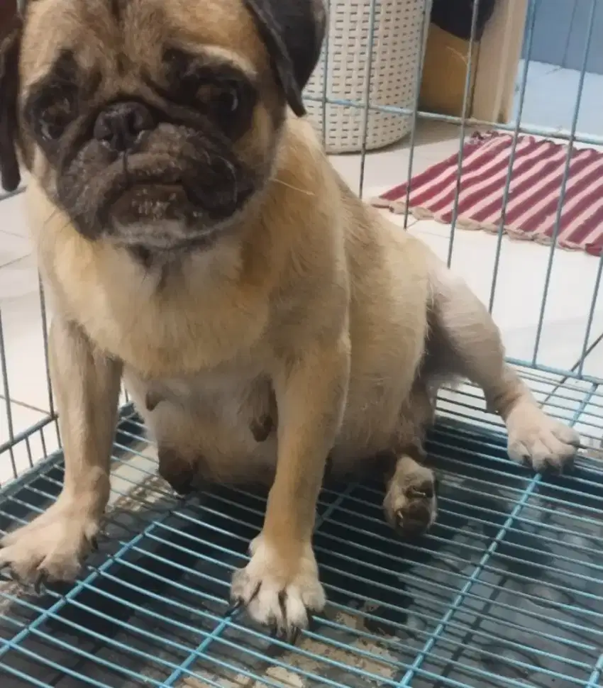 Jual indukan pug  udah 4 tahun lebih