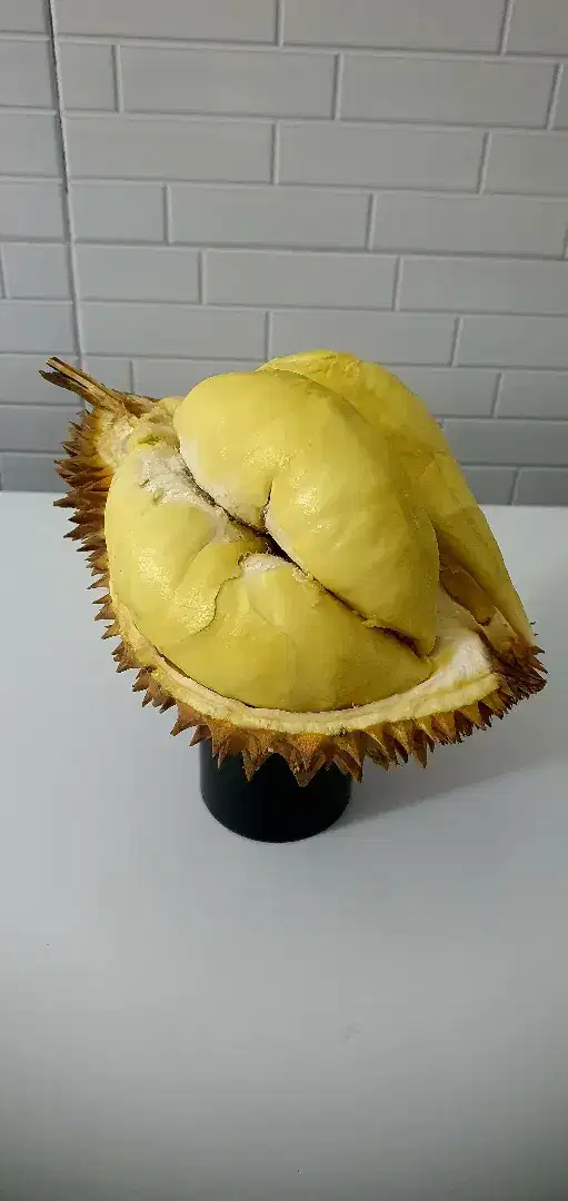 DURIAN MONTONG GARANSI