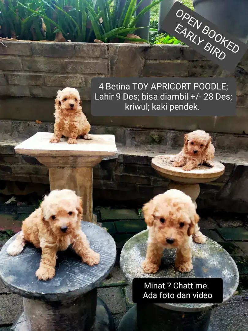 BETINA TOY APRICORT POODLE