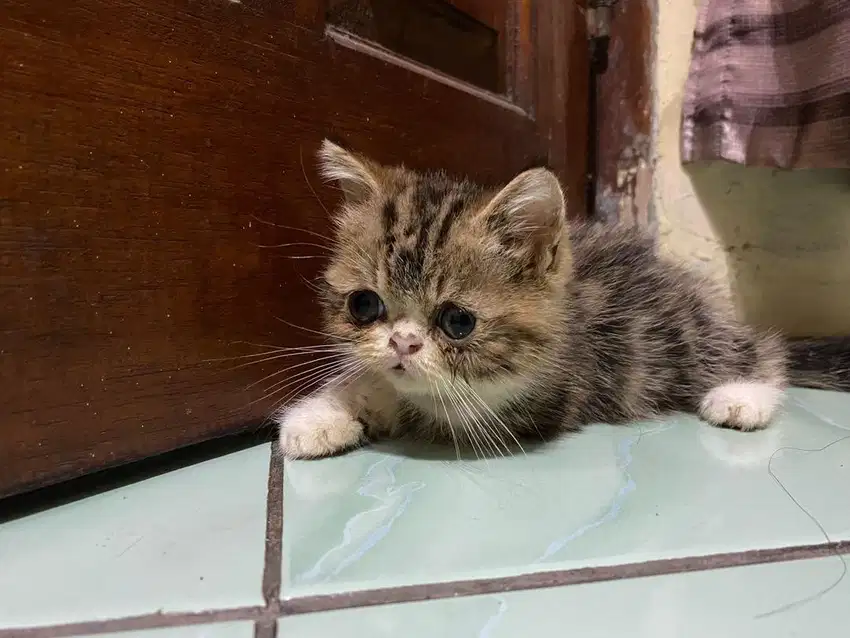 kitten exotic shorthair