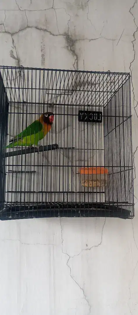 Lovebird + kandang