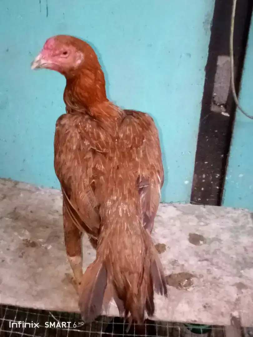 Induk Ayam Betina Ekor lidi