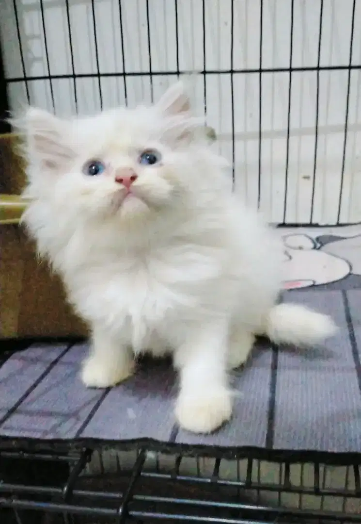 Kucing persia betina