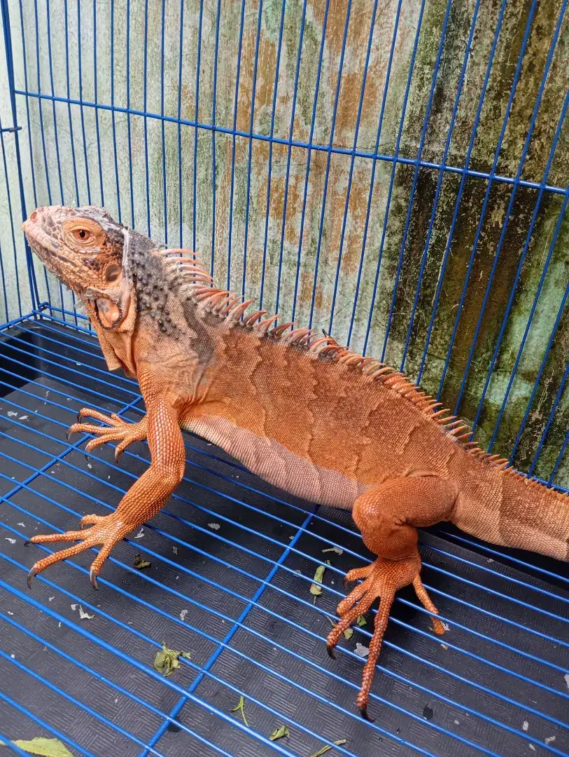 Iguana red sehat