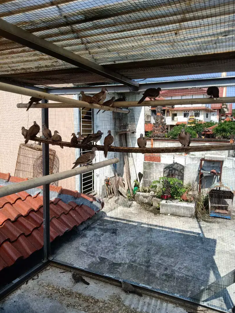 Derkuku Tekukur Kelantan Produk SERBA BF Trah Istimewa