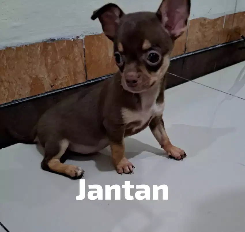 Anakan CHIHUAHUA pure JTN/BTN