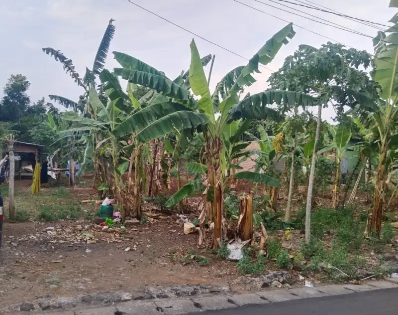 Tanah Tembalang Bulusan Undip