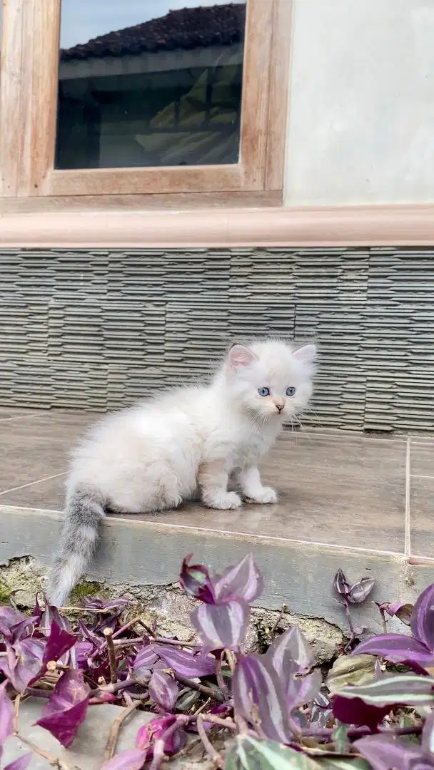 Kucing persia himalaya flatnose betina kitten