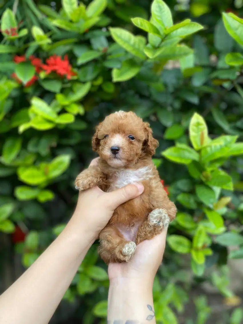 Anjing Tiny Poodle Podle Warna Jarang Ada