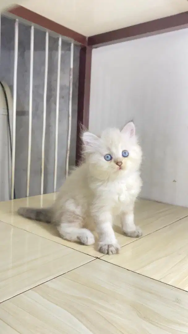 Kucing kitten persia himalaya flatnose