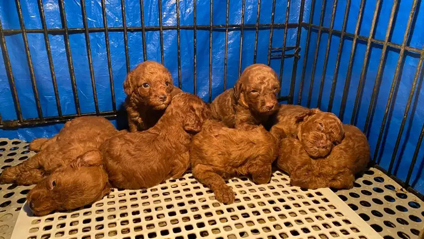 Anakan Anjing Red Poodle puppy