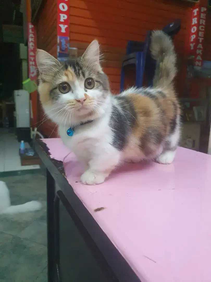 Kucing kitten munchkin mix persia