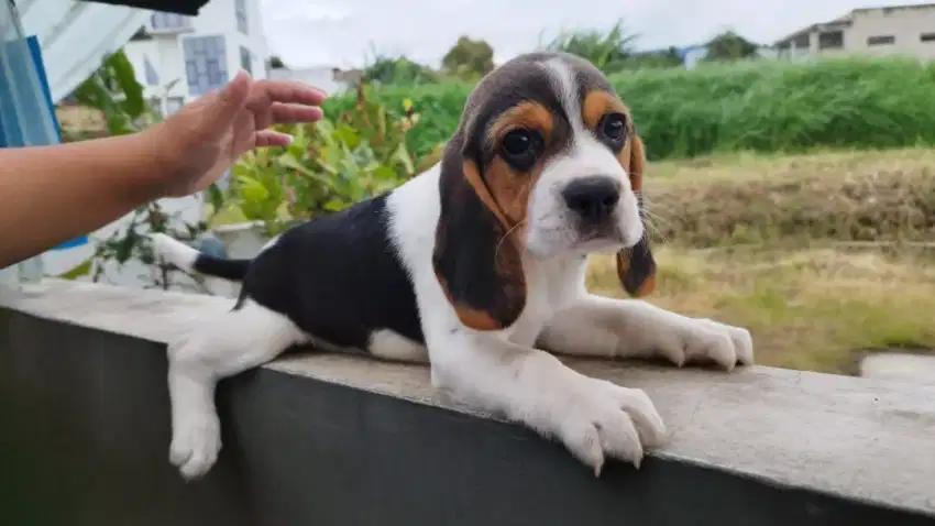 Beagle betina stambuum vaksin