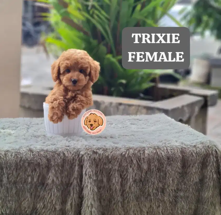 Cute Tiny Toy Poodle Betina Kaki Pendek