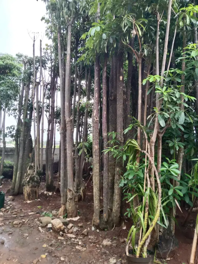 Pohon Pule ( Cocok Untuk Hiasan halaman perkantoran, gedung, rumah)