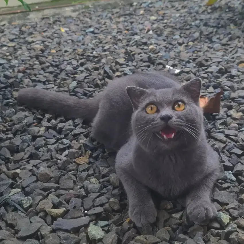 Brittish shorthair