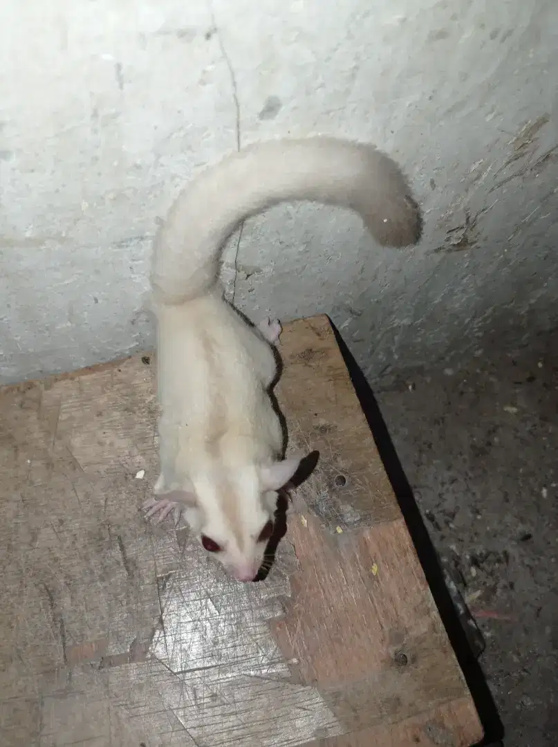 Sugar glider creamino