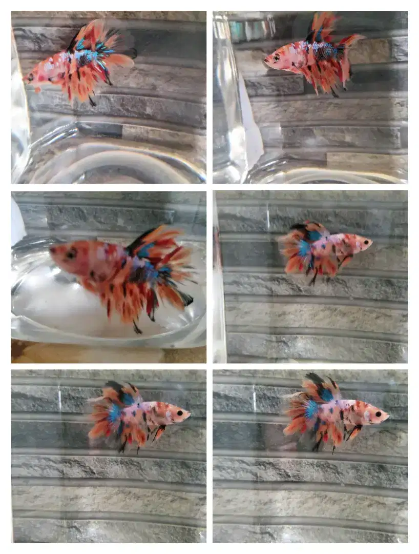 Ikan cupang halfmoon koi multicolor