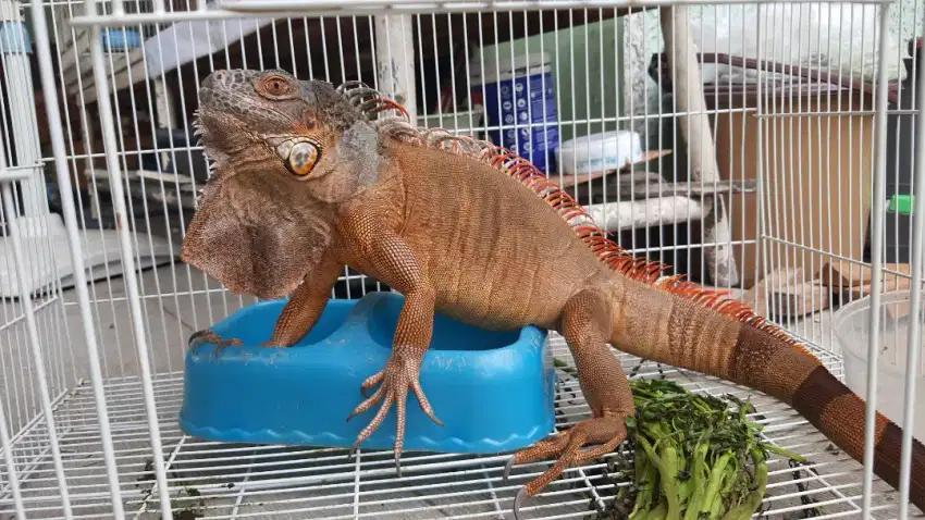 iguana red remaja