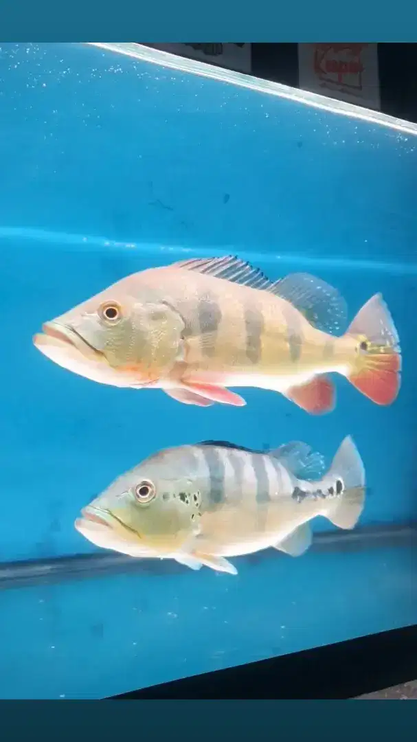 Ikan hias pibas predator