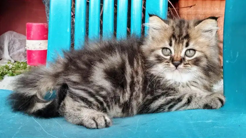 Kucing persia kitten