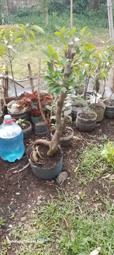 Tanaman langka (pohon bunut)