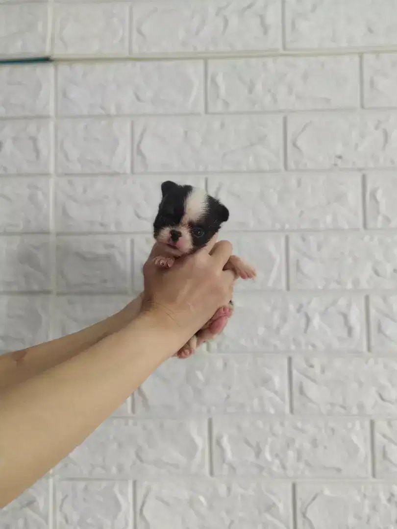 Anak anjing chihuahua jantan