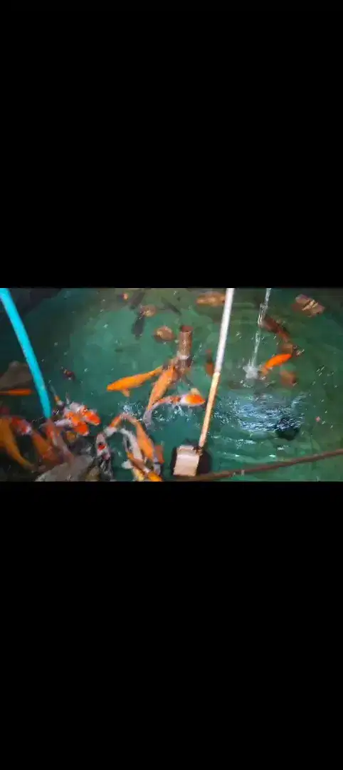 Ikan koi angkat kering