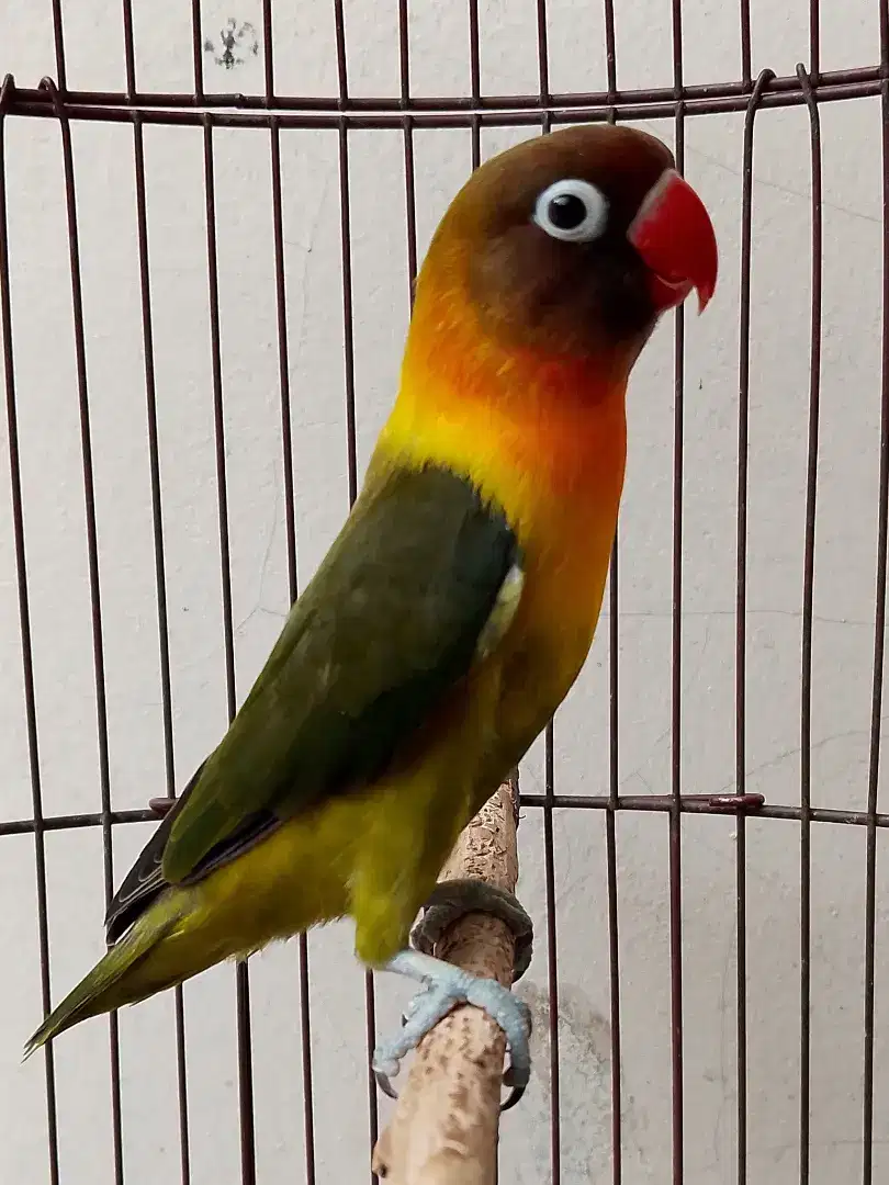 Burung lovebird jantan ganteng olive perso