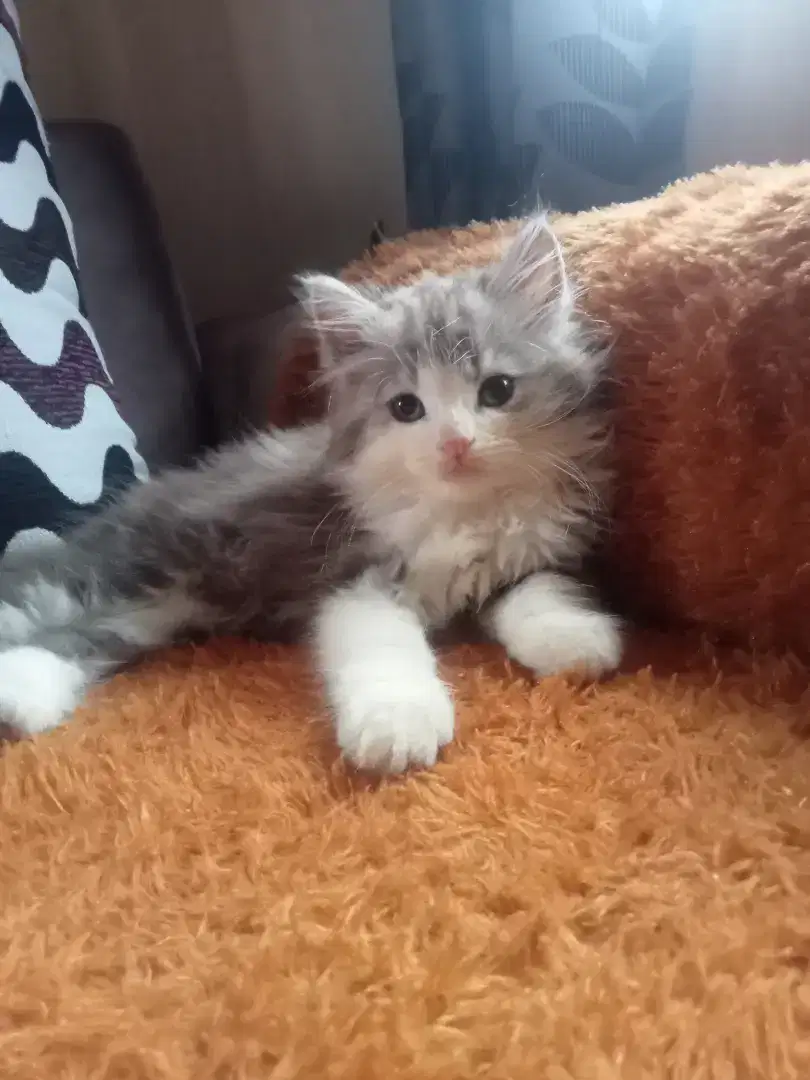 Kitten Persia longhair