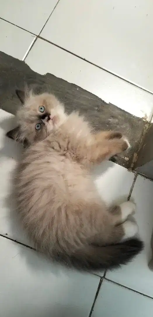 Kucing persia ragdoll