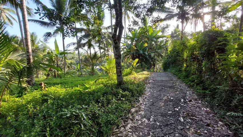 Dijual murah Tabah kebun Denpasar Gilimanuk dekat Jalan Raya