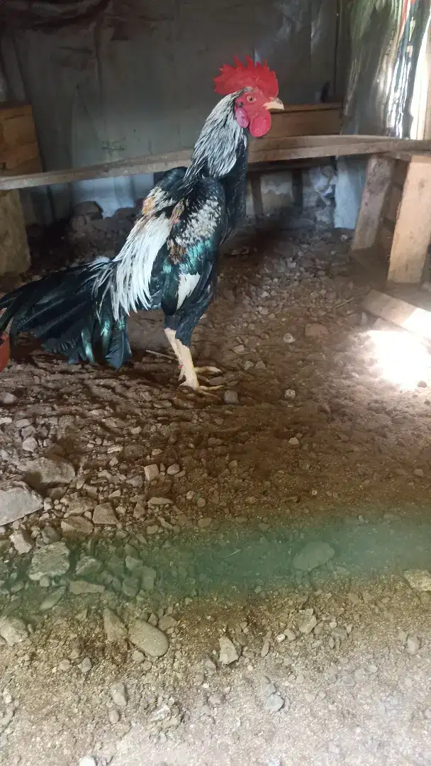 Jual ayam wilah jalak