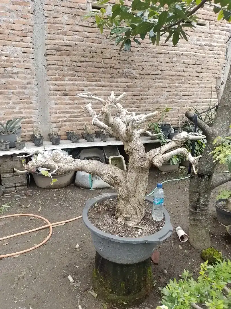 Bonsai bahan waru india