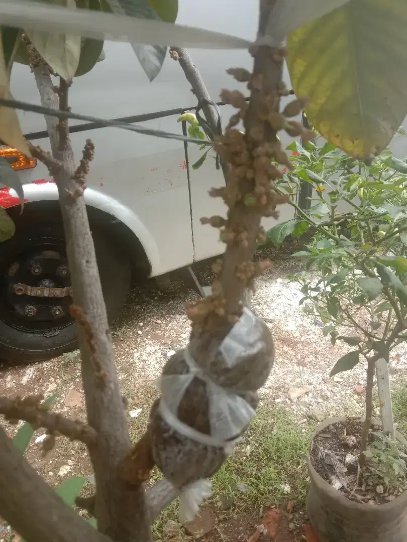 Frees cangkok mamey sapote (sawo raksasa')