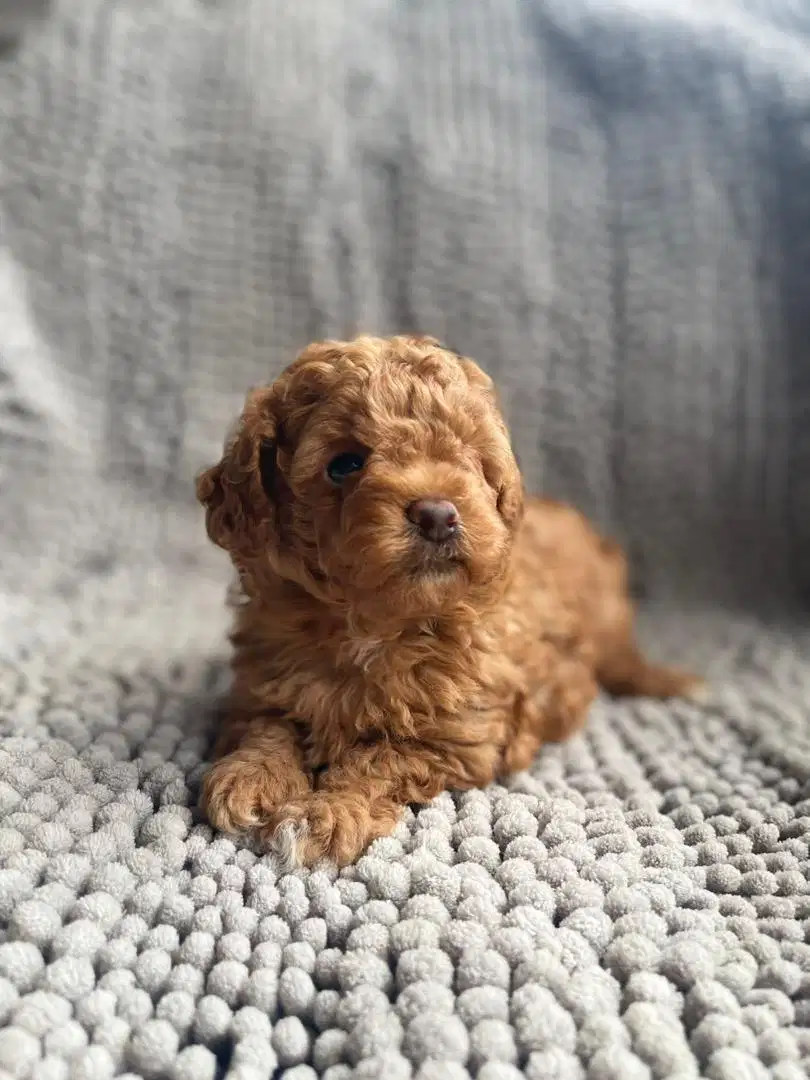 Tiny Red Poodle Betina