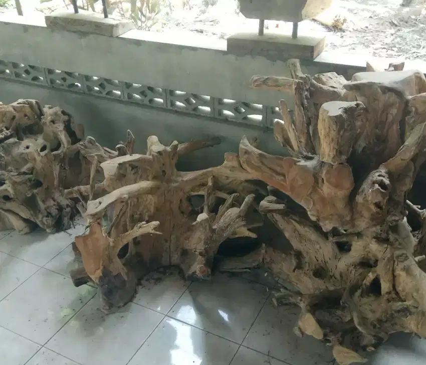 Akar kayu dijual borongan