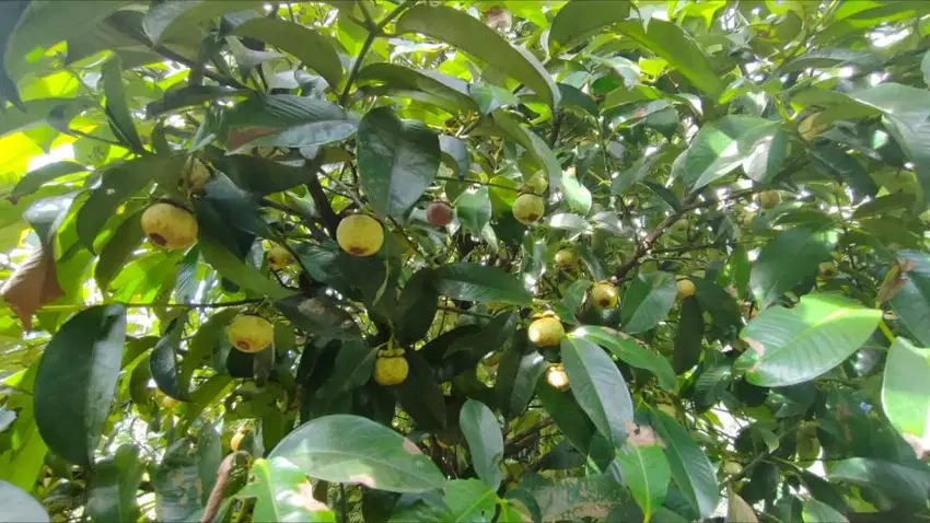 Tanah perkebunan buah di Cengal