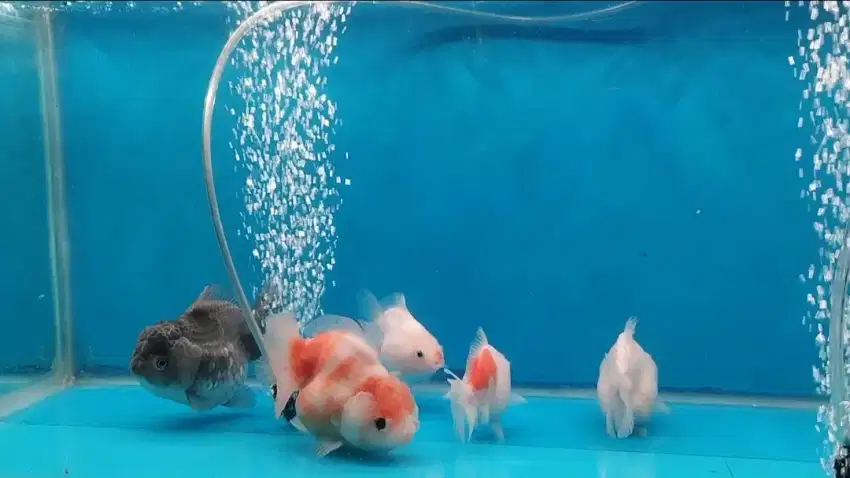 Ikan koki oranda