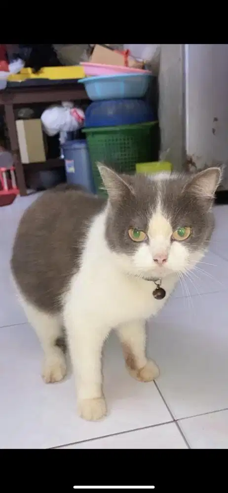 Kucing british short hair