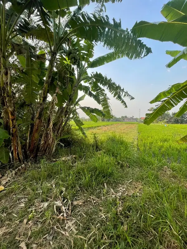 Tanah Pekarangan Lokasi Balongbendo Sidoarjo