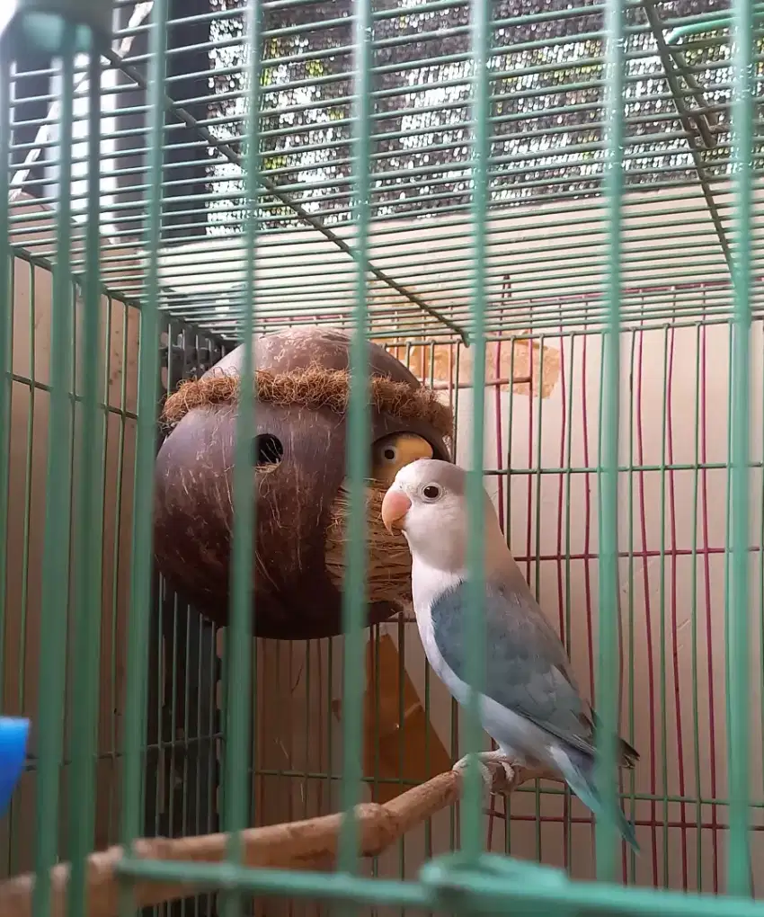 Burung lovebird