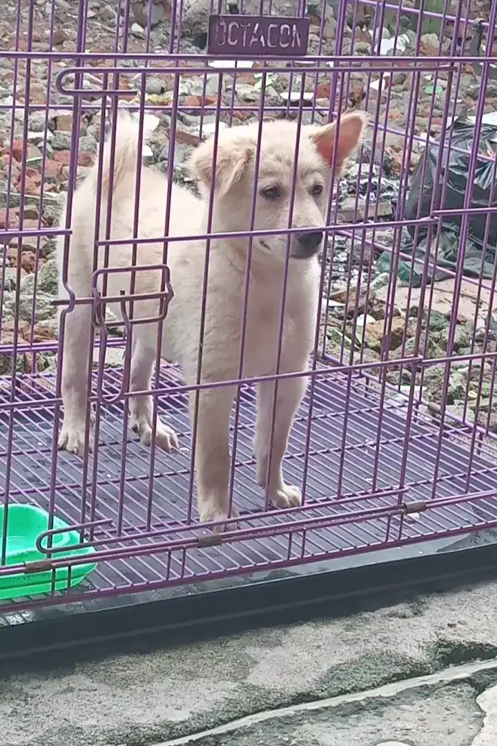 Anjing mix kintamani