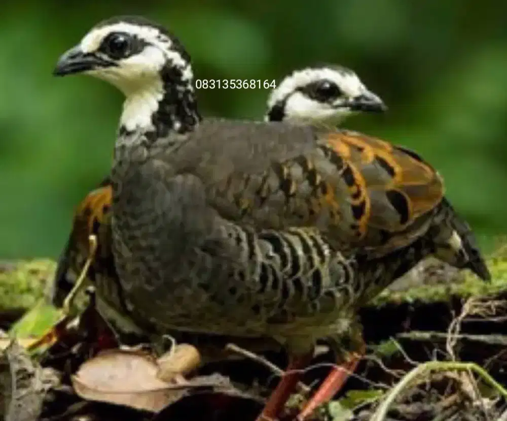 Burung puyuh gong gong muka putih sepasang langka