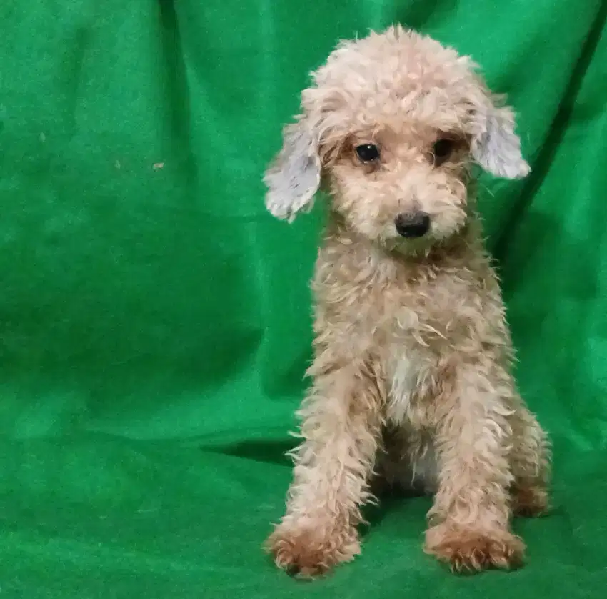 Poodle Betina Red