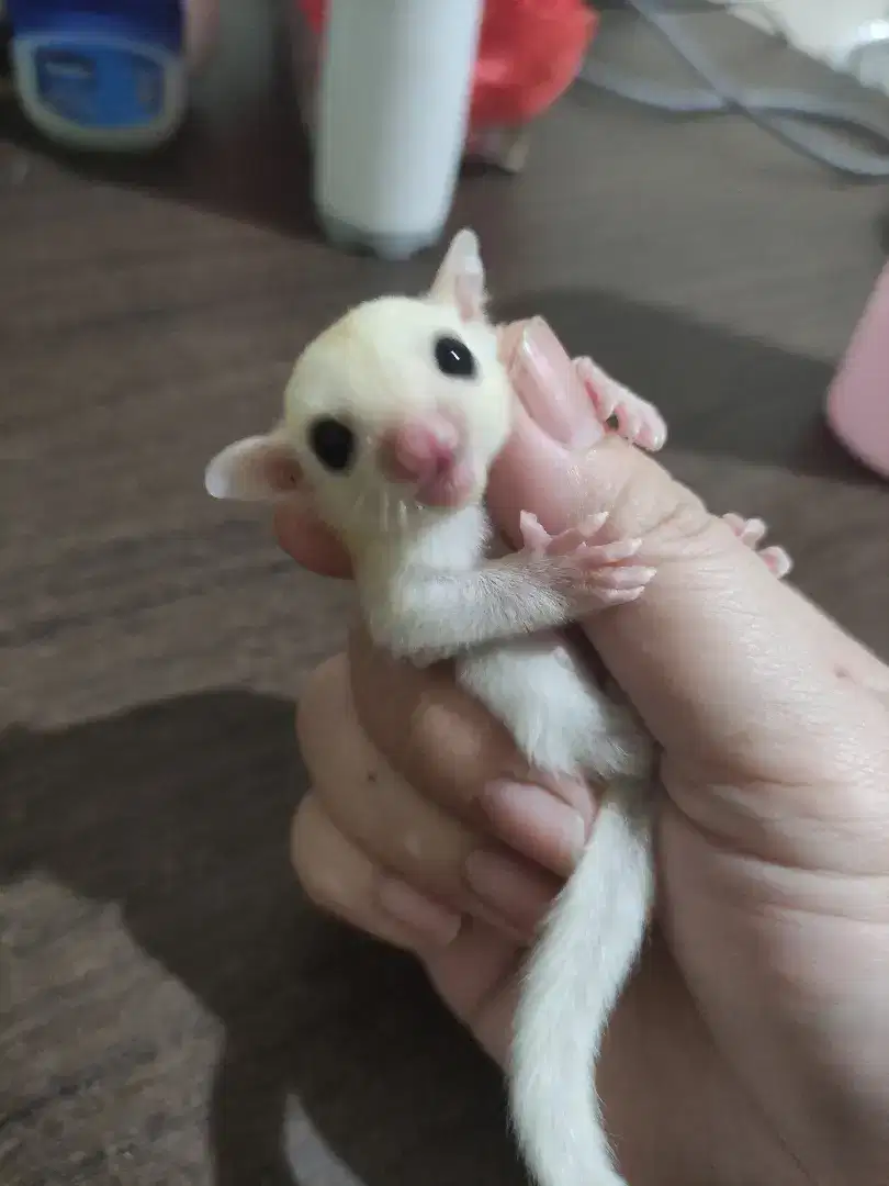 PO Sugar glider leucistic betina jantan joey murah leu sg sepasang PO