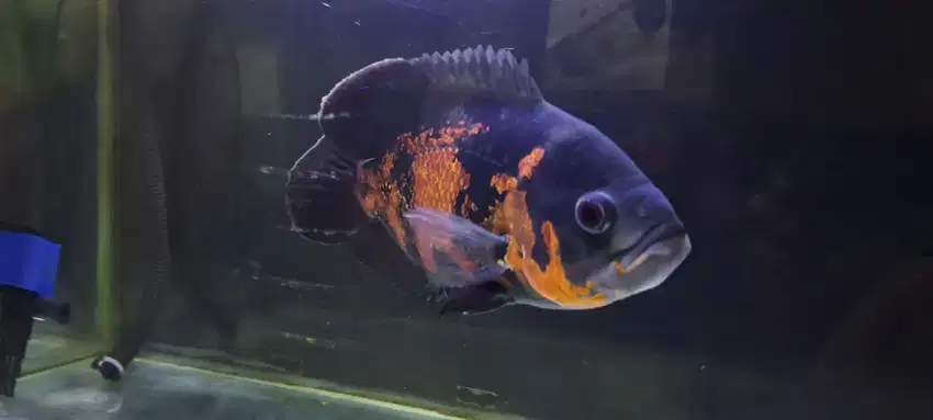 Ikan Oscar Black Tiger