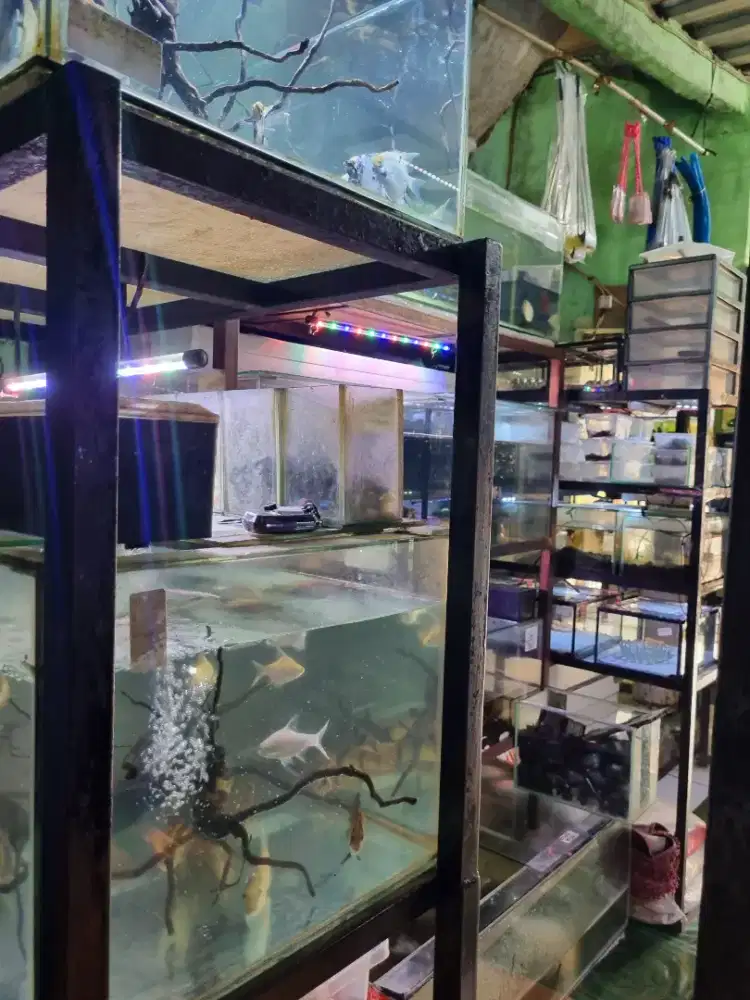 Jaga Toko ikan Hias diDepok
